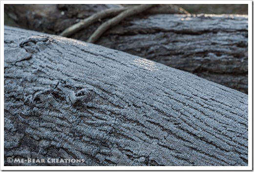 Frosted_log