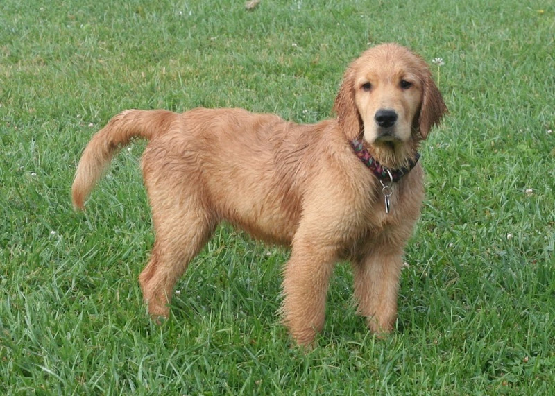 standing pose of golden puppy, with her long fur slightly damp, she has a doleful expression on her face