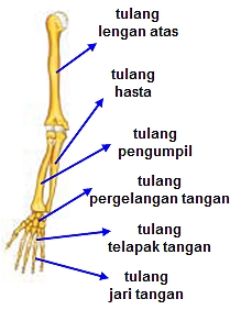 PENGETAHUAN DUNIA ringkasan materi ipa bab 1 kelas 4 sd