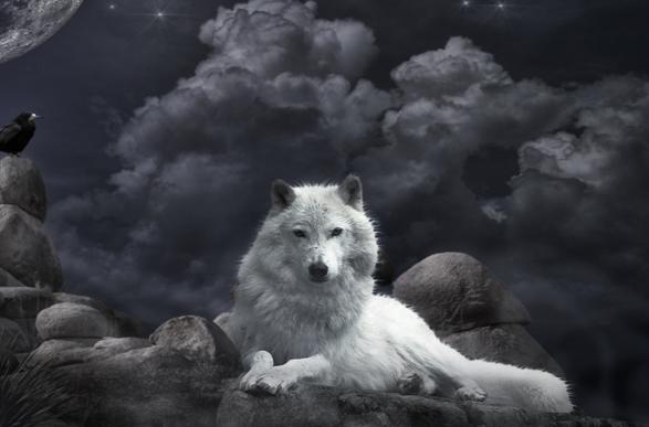 wolf wallpaper very great   Pets Cute and Docile