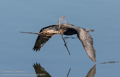 White-breasted cormorant in Flight : Woodbridge Island, Cape Town