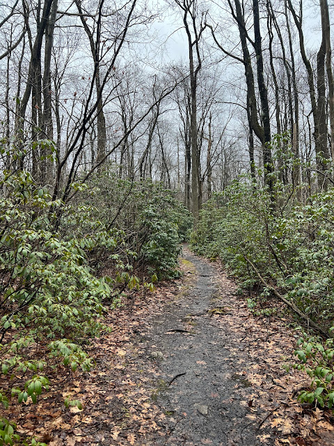 Embarking on a mountain laurel-framed trail.