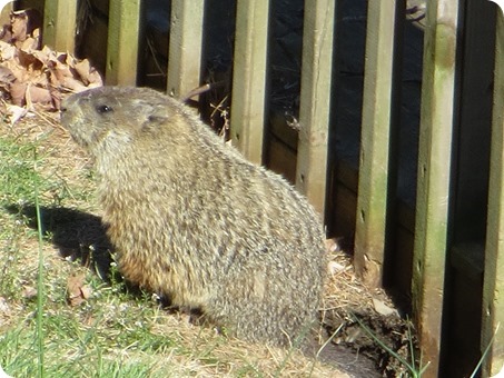 The resident groundhog