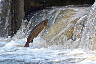 increasingly rare despite protection c. John Slader