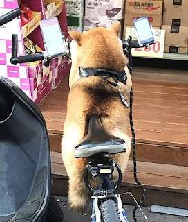 犬のぬいぐるみ風の犬1