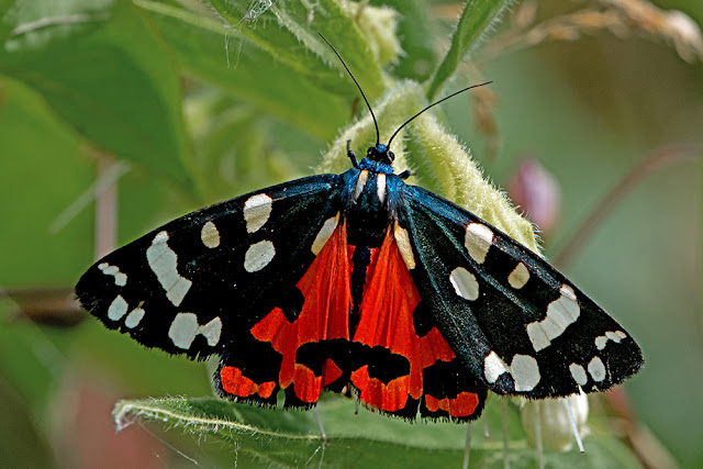 Callimorpha dominula the Scarlet Tiger moth