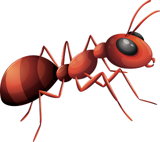 ant PNG