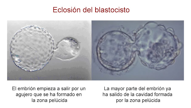 Hatching del embrión durante su desarrollo