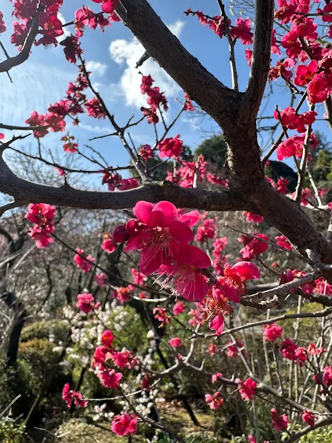 百草園内の梅（紅）