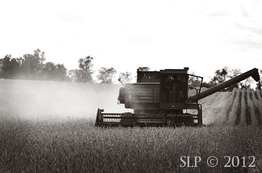 harvest 2012- SycamoreLane Photography