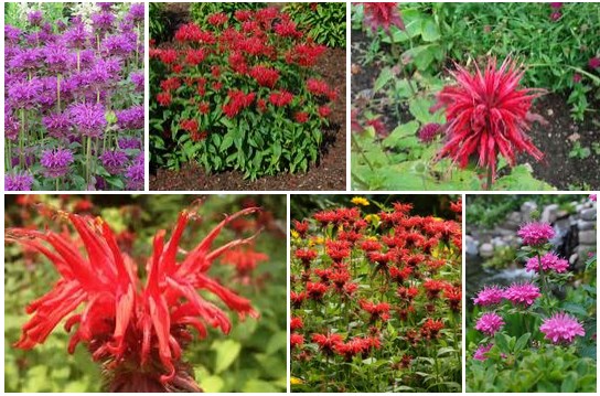 https://passive-income-quest.blogspot.com/2017/08/bee-balm-plant-tips-to-care-for-it-and.html