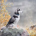 Από τί χαρακτηρίζονται οι σκύλοι Siberian Husky;