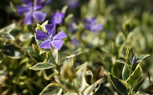 Vinca Major Variegata