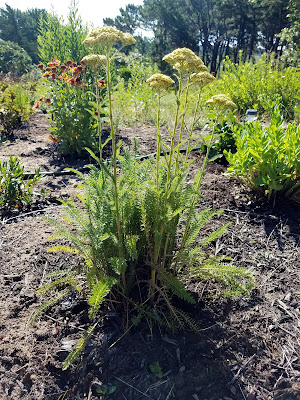 Yarrow growing on Cape Cod.