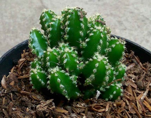 Cara Merawat Kaktus Cereus tetragonus