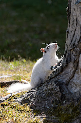 White Squirrel in Brevard, NC