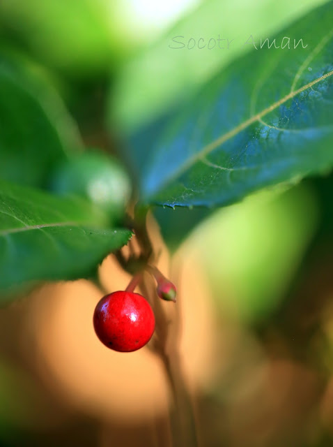 Ardisia japonica