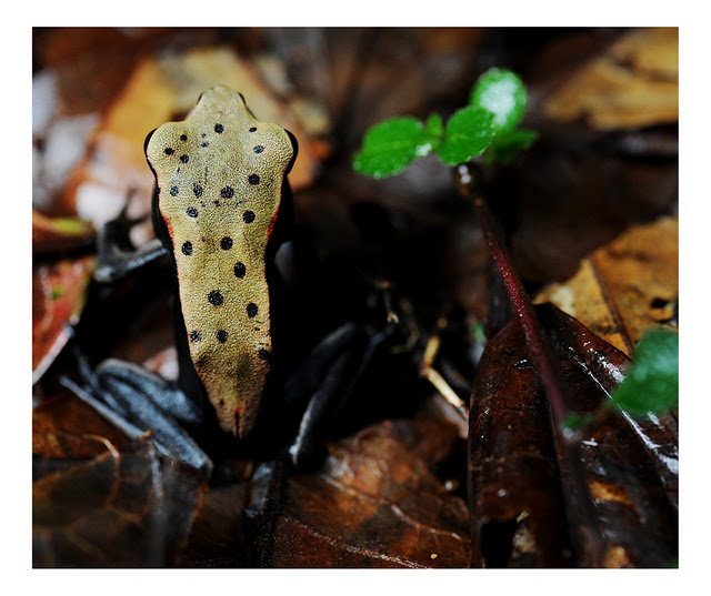 Creamy yellow upper body with prominent black dots