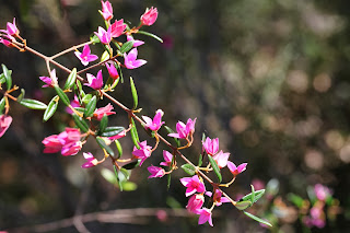 Boronia Flower
