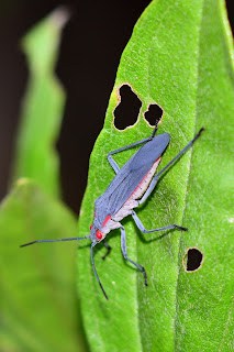 Grey insect with red eyes in Puriscal, Costa Rica