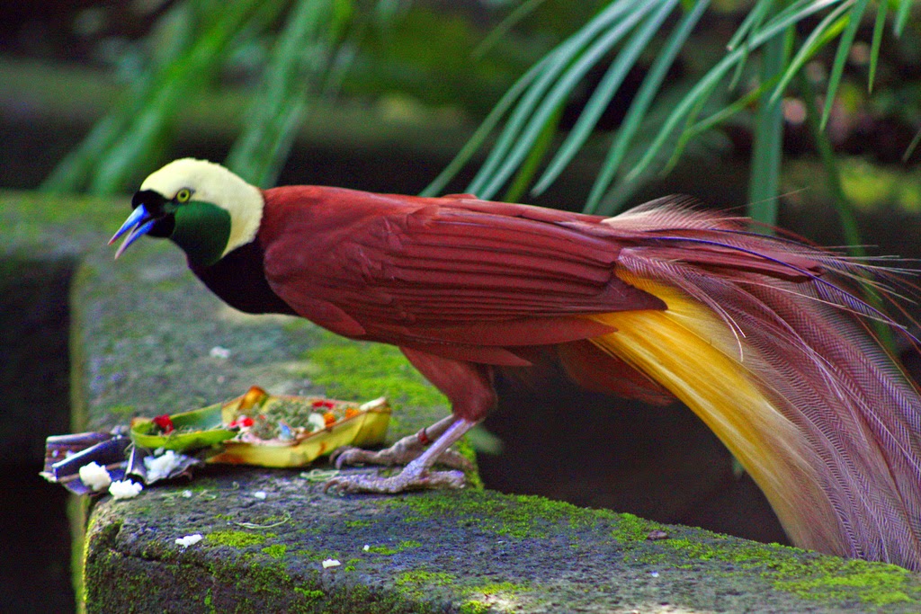 Burung Paling Cantik