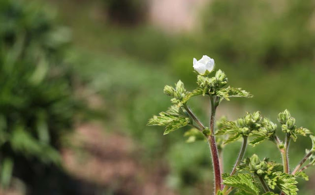 Potentilla Rupestris