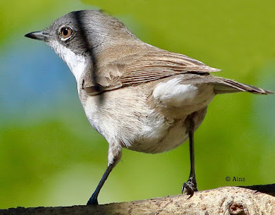 Lesser Whitethroat - winter visitor