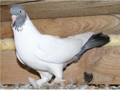 Kelebek Turkish Tumbler Pigeon