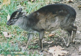 duiker de Maxwell Philantomba maxwellii