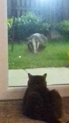 Badger seen at Thomas fields, photo courtesy of J Ledward