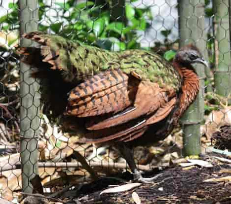 Female Peacock