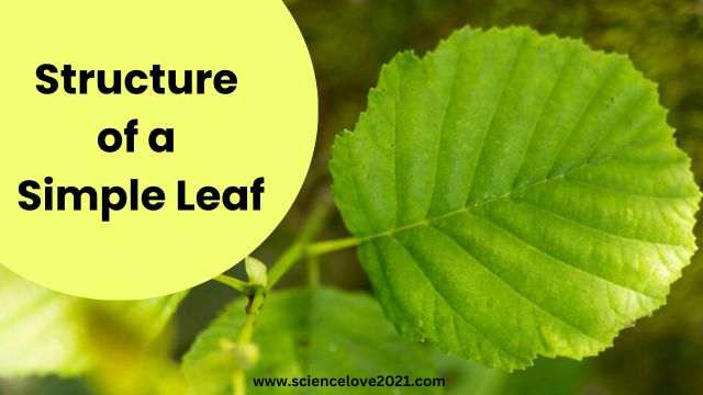 सरल पत्ती की संरचना (Structure of a Simple Leaf) in hindi