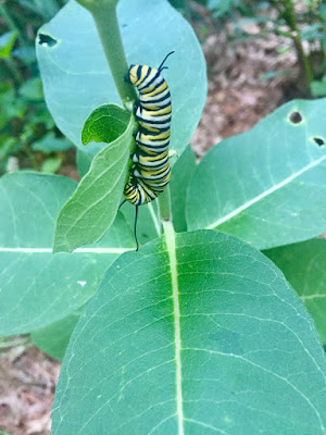 monarch caterpillar munching milkweed