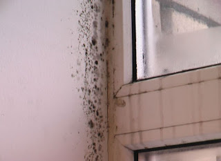 How To Get Rid Of Mold On The Walls In The Apartment