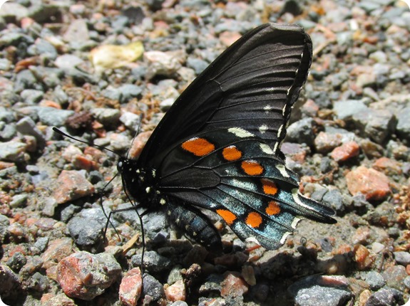 IMG_5768 Pipevine Swallowtail (Battus philenor) (1)