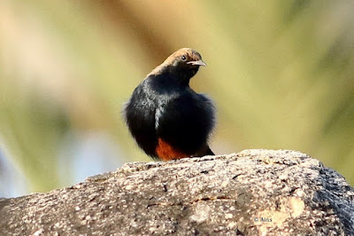 Indian Robin