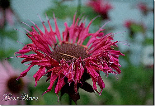 RaspberryWine_Monarda_Closeup