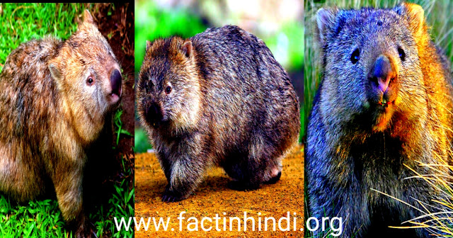 Australian Wombat facts in Hindi