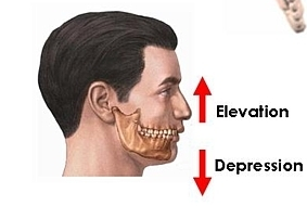 Elevansi dan Depresi