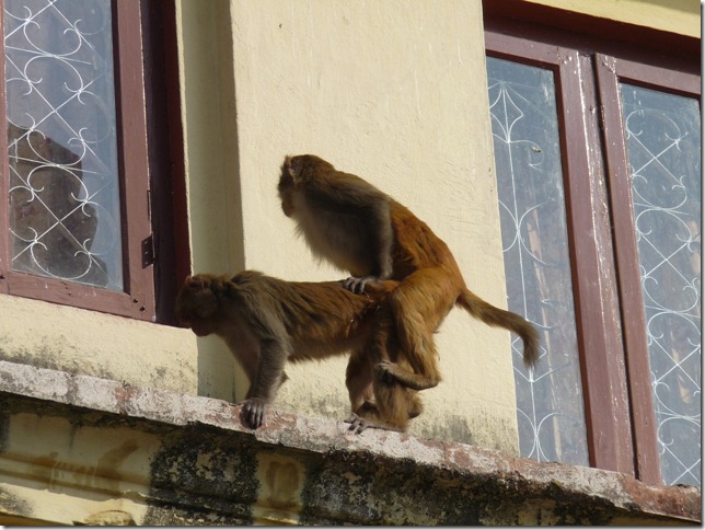 2008.12_india_2149