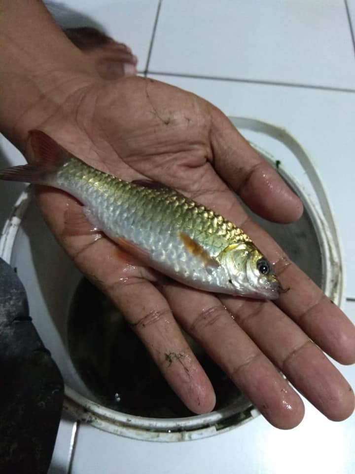Penting Ikan Mas Putihan, Tato Ikan