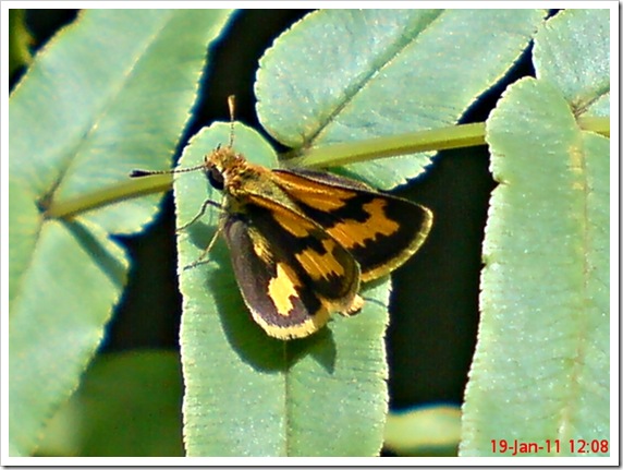 Kupu-Kupu Skipper Taractrocera archias