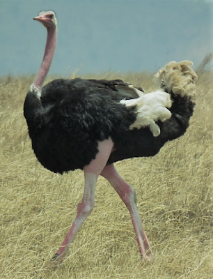 Ostrich-Largest bird in the world