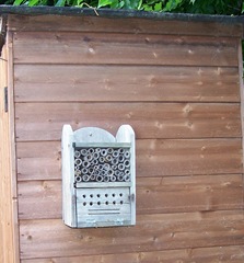 Leaf-cutter bee - 2009