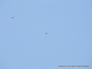 Red-tailed Hawks