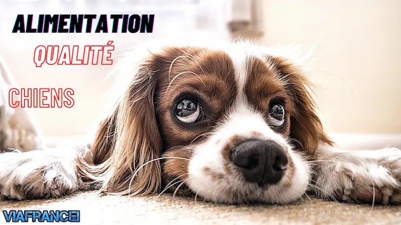 alimentation chien: Une alimentation de qualité pour les chiens | chien obèse