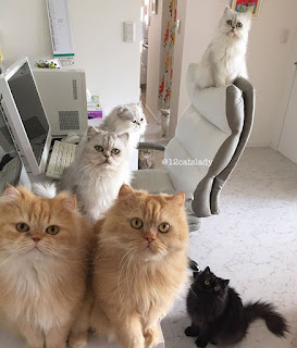 La alocada vida cotidiana de “la dama de los 12 gatos” que adoptó a doce gatos persas