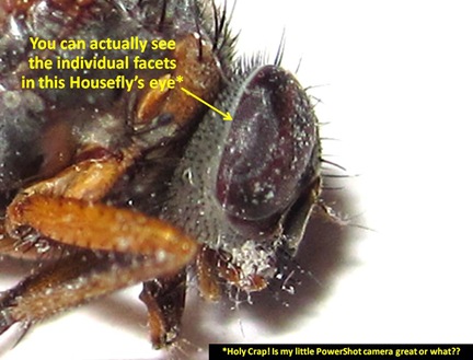 HF Facets Closeup