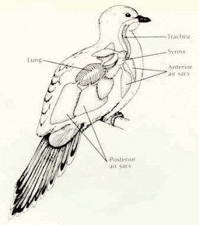 ANATOMI BURUNG PERKUTUT