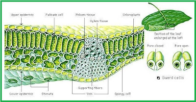 Jaringan Tumbuhan Biologi Gonzaga  Review Ebooks